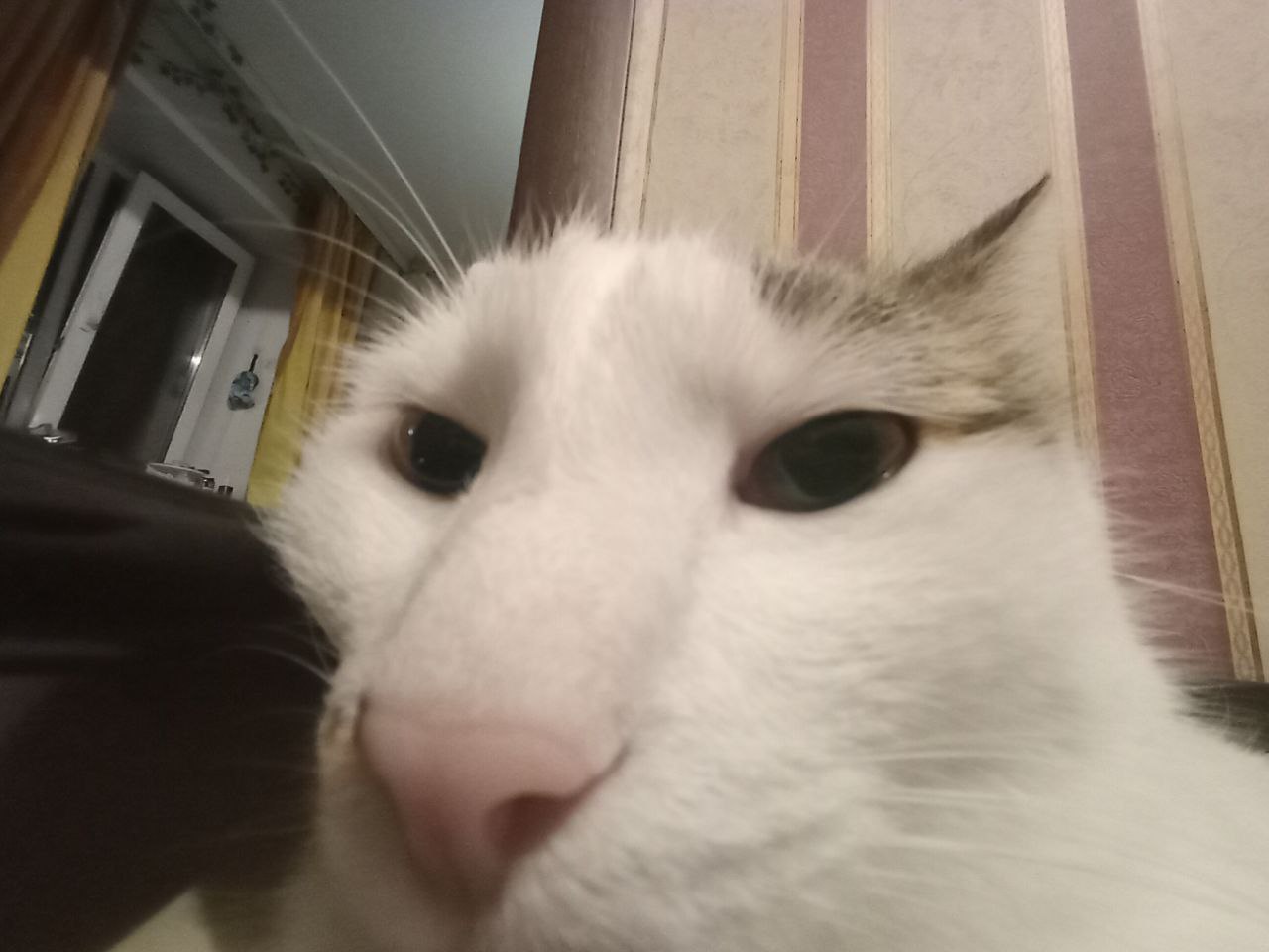 Паштет